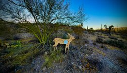 IMG_4720.jpeg