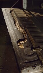 Rattlesnake in driveway.jpg