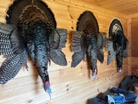 IMG_5987.jpeg