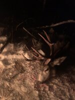 IMG_0743.jpeg IMG_0743.jpeg