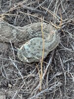 IMG_0165.jpeg IMG_0165.jpeg