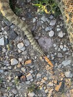 IMG_0167.jpeg IMG_0167.jpeg