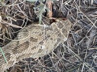 IMG_0171.jpeg IMG_0171.jpeg