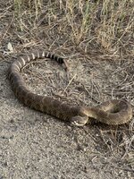 IMG_2211.jpeg