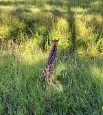 IMG_1581.jpeg