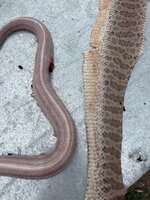 IMG_9017.jpeg
