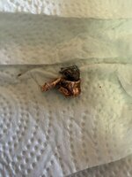 IMG_4378.jpeg IMG_4378.jpeg