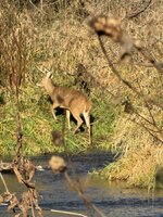 IMG_3116.jpeg