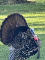 IMG_8449.jpeg