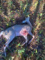 IMG_9085.jpeg