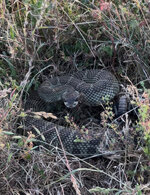 IMG_2961.jpeg IMG_2961.jpeg