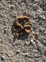 IMG_1046.jpeg