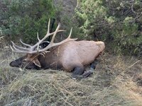 IMG_4193.jpeg