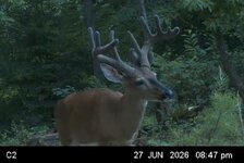 Buck 2026 06.JPG