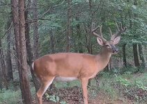 Buck on ridge 2026 06.JPG