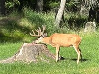 IMG_4089.jpeg