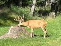IMG_4090.jpeg