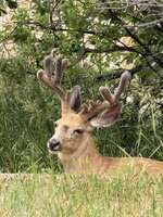 IMG_4904.jpeg