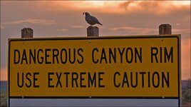 Malad Gorge Quail.jpg Malad Gorge Quail.jpg