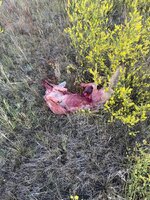 IMG_4063.jpeg