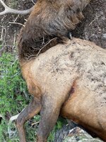 IMG_4089.jpeg