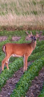 IMG_6233.jpeg