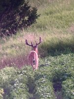 IMG_6312.jpeg