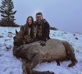 cow elk.jpeg