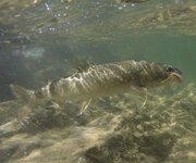 IMG_1324.jpeg
