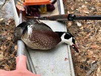 IMG_2417.jpeg