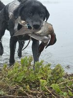 IMG_1101.jpeg