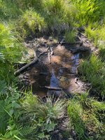 IMG_3119.jpeg