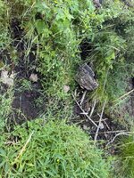 IMG_3127.jpeg