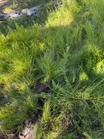 IMG_3120.jpeg