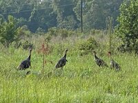 IMG_1439.jpeg