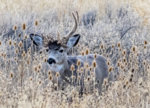 Cactus Buck November 2019 a-1788.jpg