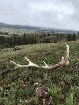 antler.jpeg