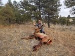 T ranch bull.jpeg