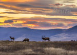 Sunset Rocky Mt.Sept. 2015   a -5983.jpg