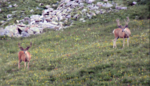 deer1.PNG