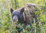  Bear Berries  July 2019   a-1856.JPG