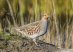 Hungarian Partridge a-3033.jpg