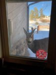 deerwindow.jpg