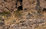Cropped Sheep.jpg