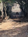 blacktail2.jpg