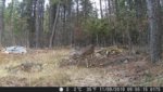 Deer Cam Test.JPG