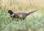 Wet Pheasant May 2018 a-9069.JPG