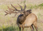 Rocky Mt. Velvet July 2018 A-9970.JPG