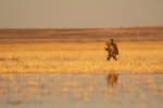 marsh light.jpg
