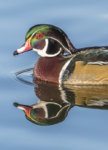 Wood Duck December 2019 a-1997.JPG